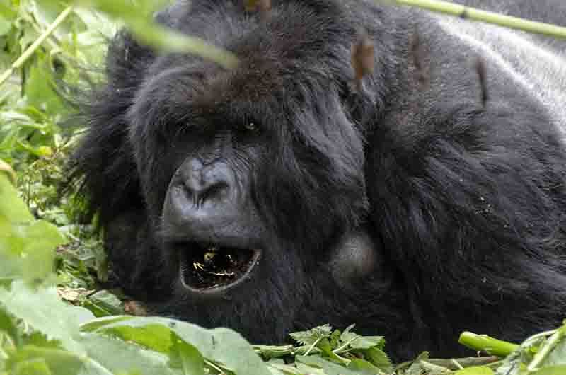19 - Gorila - selva de Virunga - parque nacional de los volcanes - Ruanda